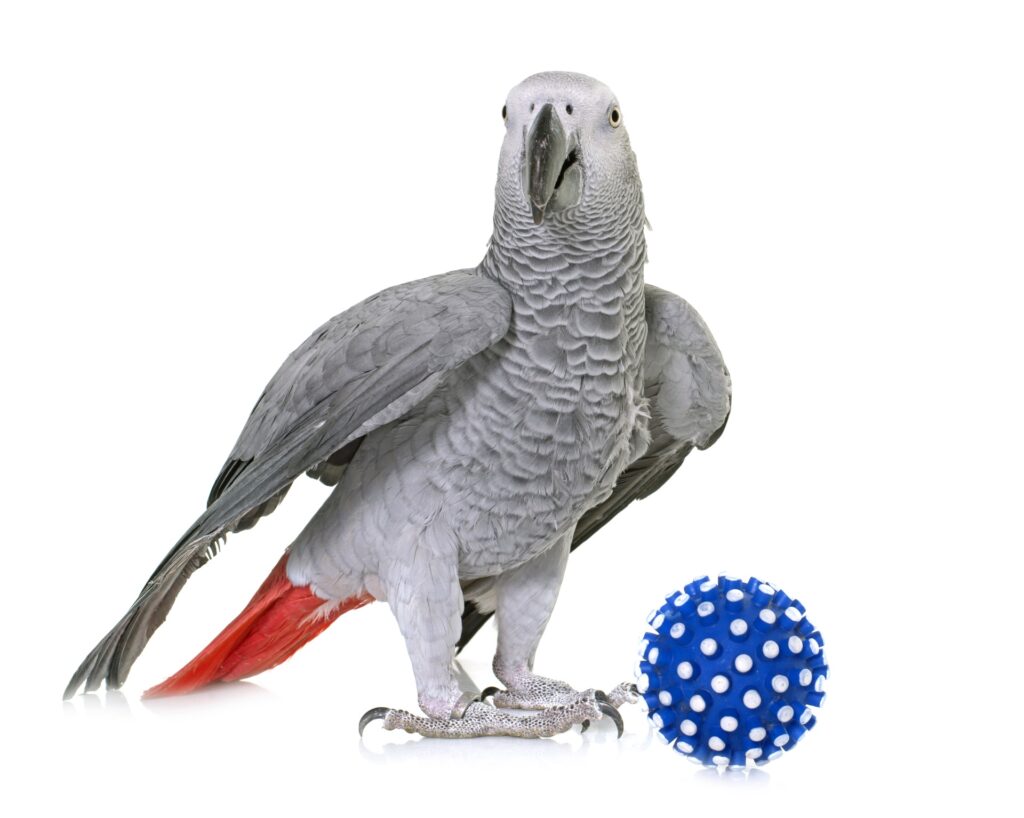 African grey parrot playing