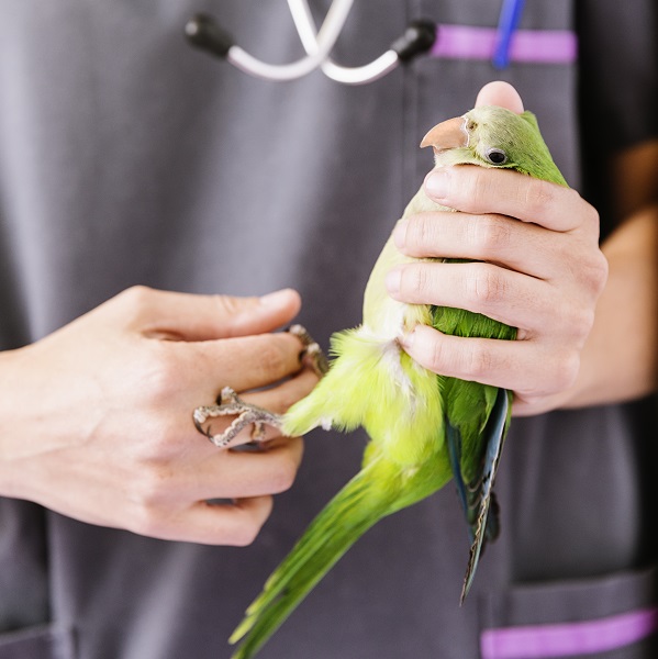 veterinario reconociendo signos de enfermendad en las aves